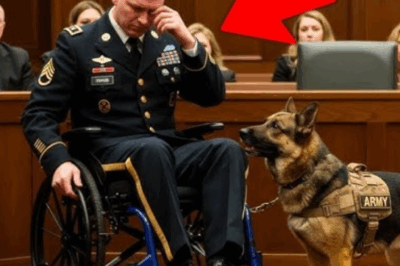L’ancien soldat voulait dire au revoir à son chien au tribunal… Mais ce qui s’est passé a surpris tout le monde ! |DD