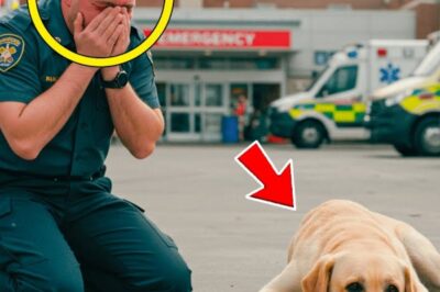 Cão Fiel Segue Ambulância Todos os Dias – Quando o Motorista Descobre a Verdade, Ele Não Consegue Segurar as LÁGRIMAS!