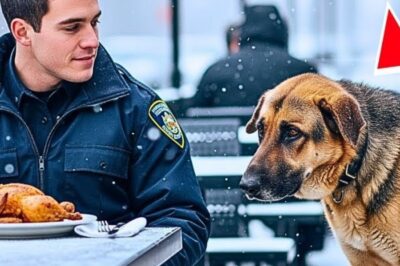 Cão Abandonado Olhou nos Olhos do Policial e Pediu Comida com o Coração — Mas o Que Aconteceu Depois Ninguém Jamais Esperava, Nem Mesmo Ele