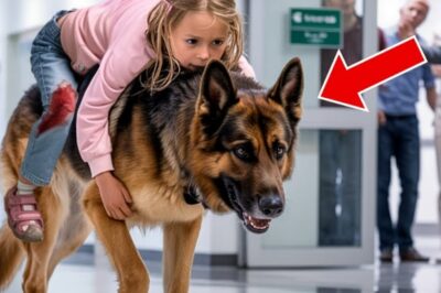 “O Inacreditável Encontro: Cão Desesperado Entra no Hospital Carregando Algo Que Vai Mudar Tudo Que Sabemos Sobre Lealdade e Coragem!”