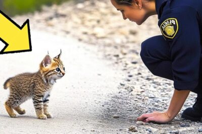 “Quando a Polícia Encontra um Tigre Perseguindo a Oficial, O Que Eles Descobrem Faz Toda a Diferença – Você Nunca Imaginaria o Motivo Por Trás da Dor Do Animal!”