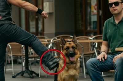 “Motociclista Dá Chute no Pastor Alemão de Homem Cego, Ignorando que Era um K9 Treinado – O Que Aconteceu a Seguir Vai Te Surpreender!”