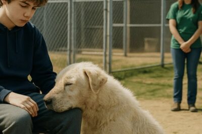 Drama no Abrigo: Jovem Paralisada Vai Visitar Cachorros Abandonados – A Reação de Um Cão Abusado Vai Destruir Seu Coração! A Imagem que Vai Ficar na Sua Mente para Sempre!
