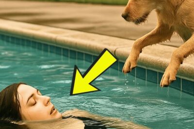 Homem Resgata Cachorro Abandonado na Calçada Sob a Chuva e Nunca Imaginou que Ele Faria Algo Tão Incrível Para Sua Esposa!