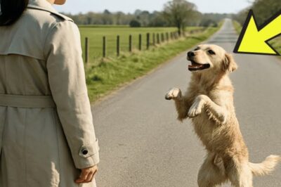“Cadela Abandonada e Ferida Implora por Ajuda em uma Estrada Deserta — O Que Aconteceu Depois Vai Te Deixar Sem Palavras!”