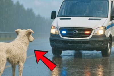 Milagre ou Tragédia? Cachorro Impede Ambulância na Chuva – O Que Foi Encontrado Vai Destruir Suas Emoções!