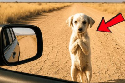 Incrível! Cachorrinho Reconhece Quem o Salvou de Perigo – O Que Acontece Depois Vai Derreter Seu Coração!