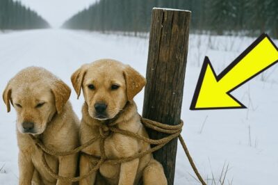 O Homem Que Deixou Dois Cães Sozinhos na Estrada Jamais Imaginou Que Eles Seriam Salvos de uma Forma Que Vai Fazer Você Chorar!