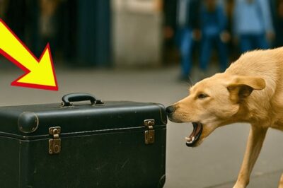 Mala Esquecida na Rua e Um Cão Sem Lar: O Que Aconteceu Quando Ele Latia Para Ela Vai Destruir Seu Coração