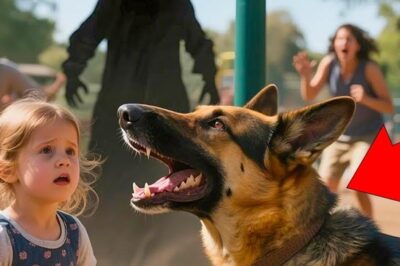 “Un Berger Allemand K9 Hurle Après une Petite Fille—Ce Qui S’est Déroulé Juste Après Va Vous Figer de Peur ! Découvrez l’Histoire D’un Événement Inattendu Qui A Pris une Tournure Terrifiante ! Comment Un Simple Aboyer S’est Transformé en Un Moment de Peur Intense, L’incompréhensible Réaction du Chien Et l’Inquiétante Issue de Cette Rencontre Qui N’a Pas Finie Comme On S’y Attendait. Ce Scénario Étrange et Choquant Vous Laisserait-vous Sans Voix : Découvrez Tout ce Qui S’est Vraiment Passé et Pourquoi Cela Va Vous Surprendre !”