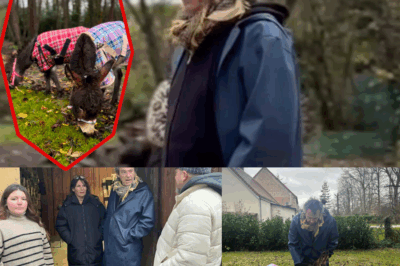 Jean-Luc Reichmann a bouleversé ses abonnés en dévoilant deux nouveaux pensionnaires sur ses terres : des ânes miniatures, aussi mignons qu’insolites. Mais pourquoi ce choix inattendu ? L’animateur emblématique aurait-il besoin de ralentir, de se reconnecter à une vie plus simple ? Entre confidences, humour et émotions, ce geste cache une transformation personnelle discrète mais profonde — cliquez sur le lien pour comprendre ce changement étonnant.