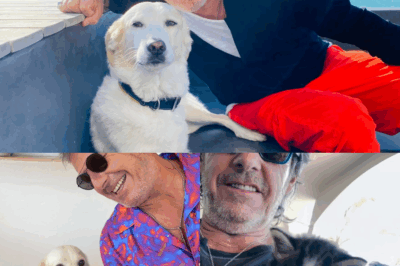Quand le destin envoie un petit être à quatre pattes pour panser les blessures invisibles : l’histoire bouleversante de Ziggy, le chaton arrivé au moment parfait