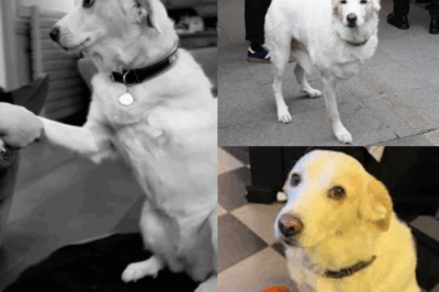 C’est avec une immense tristesse que Jean-Luc Reichmann a annoncé sur Instagram la disparition de Donna, sa chienne adorée. Plus qu’un animal de compagnie, elle était un membre de la famille, présente dans les moments de joie comme dans les instants les plus difficiles. Ce départ douloureux plonge l’animateur et ses proches dans une profonde émotion, partagée par des milliers de fans bouleversés. Une page se tourne, mais les souvenirs restent intacts. Lisez le témoignage émouvant et l’hommage bouleversant dans les commentaires ci-dessous.