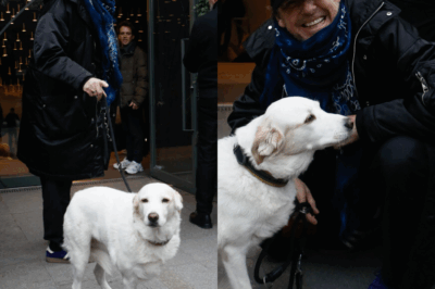 💔 Le cœur brisé de Jean-Luc Reichmann : il annonce la mort de Donna, sa chienne, dans un message bouleversant… « Tu laisses un vide énorme » 😥 Une perte déchirante qui a ému des milliers de fans !  Lisez le récit complet dans l’article ci-dessous pour découvrir la profondeur de cet hommage 👇