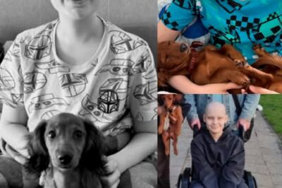 “En souvenir de Kuba : une âme au-delà de son âge”.