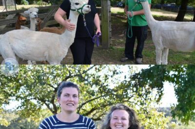 À Limerzel, Marie et Gabrielle vont reprendre une ferme avec l’aide de la Ciap du Morbihan