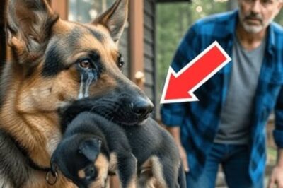 Un berger allemand en pleurs porte son chiot mourant vers un homme. Son action suivante fait pleurer l’homme.