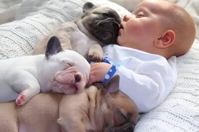 Ce bébé dormait chaque nuit avec trois chiens dans le même lit – mais lorsque ses parents entrèrent dans la chambre le matin, ils n’en croyaient pas leurs yeux.