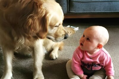 Si la caméra n’avait pas filmé, nous ne croirions pas ce que le chien a fait avec le bébé.