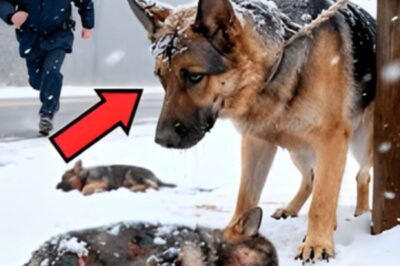 Un policier a trouvé une chienne et ses chiots attachés dans la neige — mais ce qu’il a vu ensuite l’a fait pleurer !
