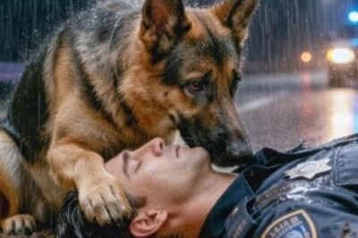 Un berger allemand blessé refuse d’abandonner son compagnon mourant : ce qu’il a fait ensuite a choqué tout le monde.