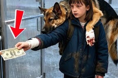 Une petite fille dépense ses 10 derniers dollars pour un chien blessé — la suite choque tout le monde !