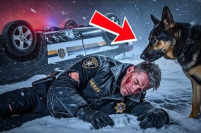 Un berger allemand errant découvre un policier piégé dans un accident de la route en pleine tempête de neige — La suite a ému toute la ville.