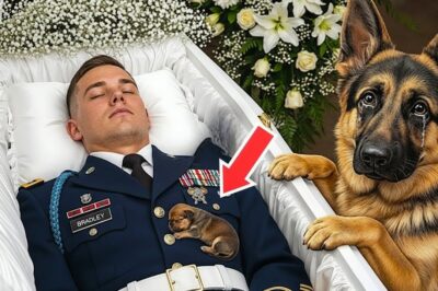 La raison pour laquelle le chien n’arrêtait pas d’aboyer devant le cercueil — Un miracle inimaginable s’est produit !