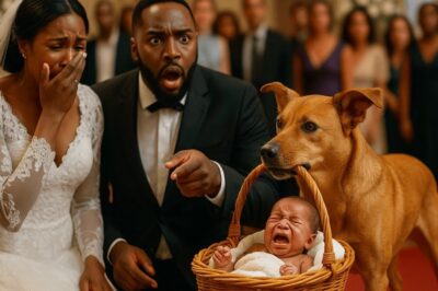 Un chien s’est introduit dans la salle de mariage avec un nouveau-né dans ses bras, révélant ainsi la trahison choquante de la mariée.