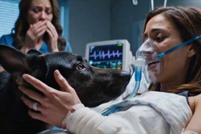 Une médecin était sur le point d’euthanasier un policier grièvement blessé, mais son chien a tout changé.