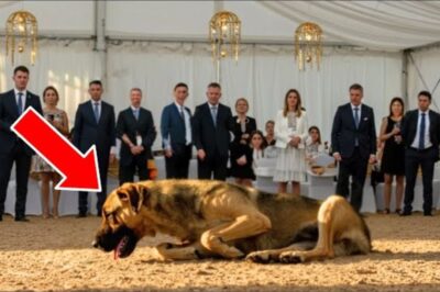 Le chien qui avait été refusé lors de la vente aux enchères a été acheté par un jeune homme, et ce qui s’est passé ensuite a ému tout le monde…